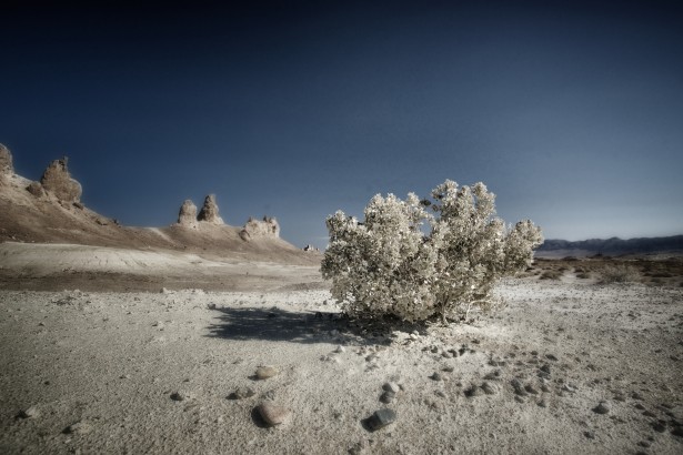 monochrome-desert-bush.jpg